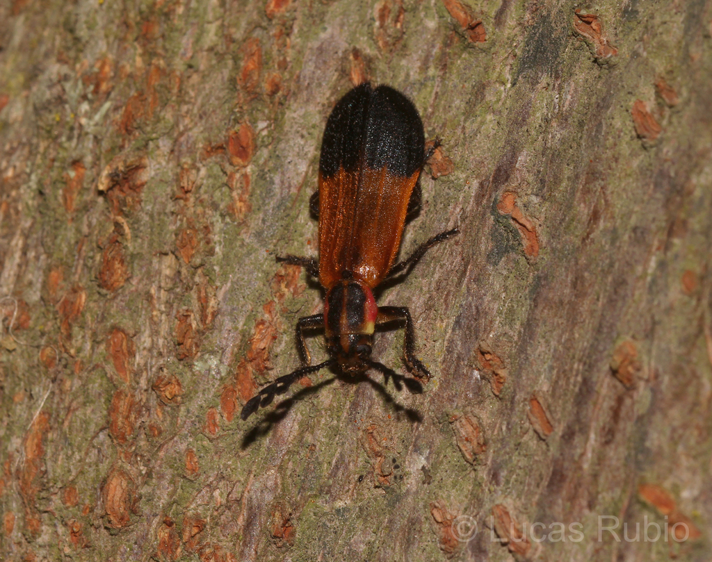 Platynoptera