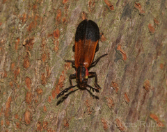 Tarandocerus lycoides