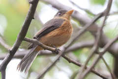 Contopus latirostris