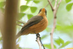 Contopus latirostris