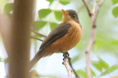 Contopus latirostris