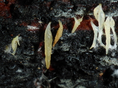 Mucronella bresadolae