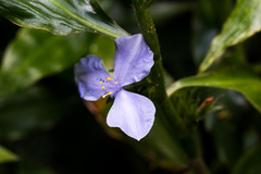 Coleotrype natalensis