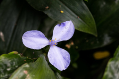 Coleotrype natalensis