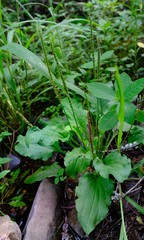 Plantago longissima