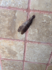 Corydalus peruvianus