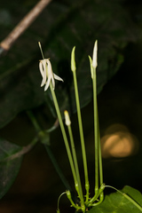 Oxyanthus pyriformis pyriformis