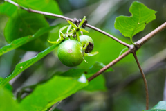 Vangueria bowkeri