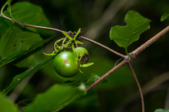 Vangueria bowkeri