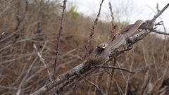 Philodryas nattereri