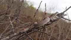 Philodryas nattereri