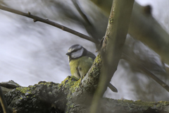 Cyanistes caeruleus