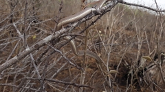 Philodryas nattereri