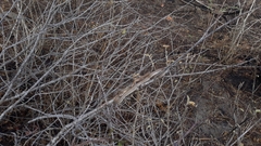 Philodryas nattereri