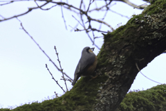 Sitta europaea