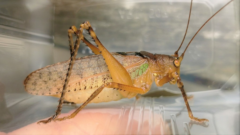 Eucocconotideus
