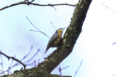 Sitta europaea