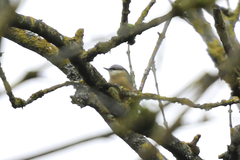 Sitta europaea