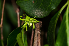 Vangueria bowkeri