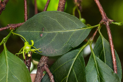 Vangueria bowkeri