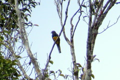 Trogon violaceus