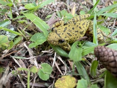 Scinax