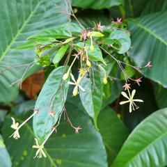 Clerodendrum laevifolium