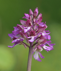 Orchis × hybrida