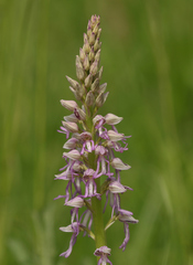Orchis × spuria