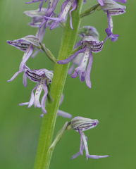 Orchis × spuria