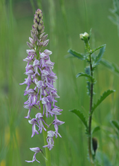 Orchis × spuria