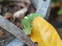 Charaxinae
