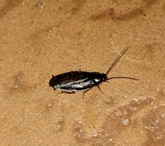 Latindiinae