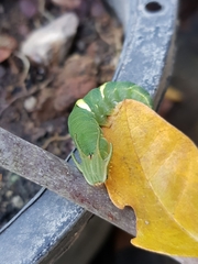 Charaxinae