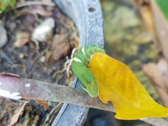 Charaxinae