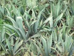Agave mapisaga