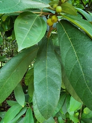 Ficus aurata
