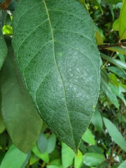 Ficus aurata