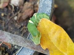 Charaxinae