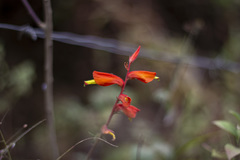 Castilleja tenuifolia