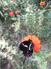 Parides bunichus