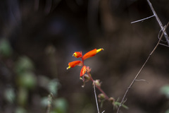 Castilleja tenuifolia