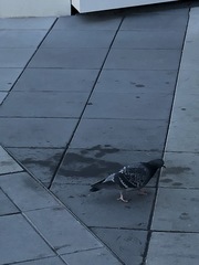 Columba livia domestica