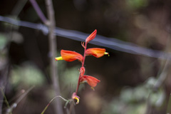 Castilleja tenuifolia
