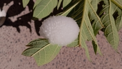 Aleiodes indiscretus