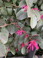 Loropetalum chinense