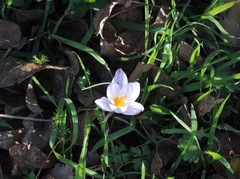 Crocus biflorus