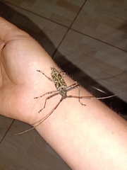 Macropophora accentifer