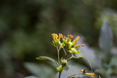 Cestrum aurantiacum