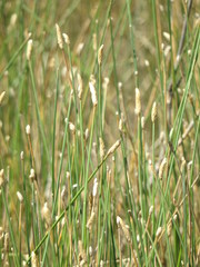 Eleocharis elegans